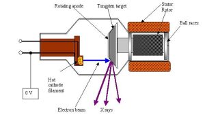 পণ্য Science Bee Science News