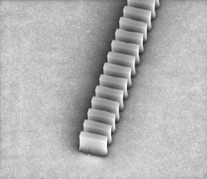 বায়োচীপ দ্বারা Science Bee Science News